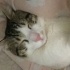 Bulut