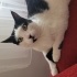 Nazlı