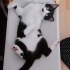 Zeytin