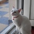 Bulut