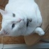 Bulut