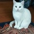 Pamuk