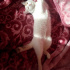 Pamuk