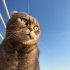 Bulut