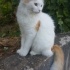 Pamuk