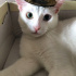 pamuk