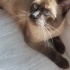 Duman