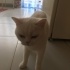 Pamuk
