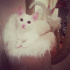 pamuk
