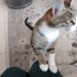 Pamuk