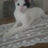 Pamuk