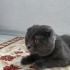 Bulut