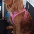 ROSA-MURPHY