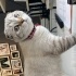 Pamuk