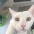 Bulut