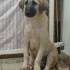 Cafer