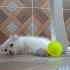 bulut