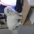 Pamuk