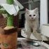 Pamuk