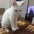 pamuk