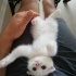 Pamuk