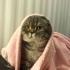 Pamuk