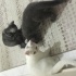 Pamuk