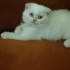 Pamuk