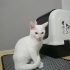 Pamuk