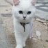 Pamuk