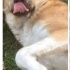 Cako