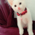 Pamuk