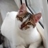 Pamuk