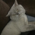 DUMAN