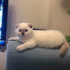 Pamuk