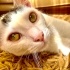 Pamuk