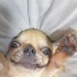 Cuppy