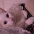 Pamuk