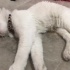 Pamuk