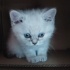 Pamuk