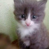 pamuk