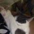Duman