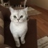 Pamuk