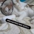 pamuk