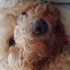 Tonti