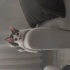 bal