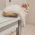 Pamuk
