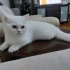 Duman