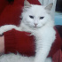 Pamuk