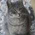 Duman